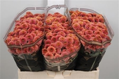 Chr San Doria Cherry 55cm 130g