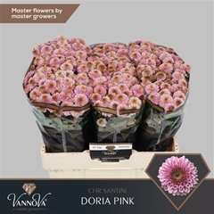 Chr San Doria Pink 55cm 130g