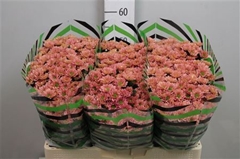 Chr San Rossi Smokey 55cm 110g