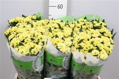 Chr San Rossi Cream 55cm 110g