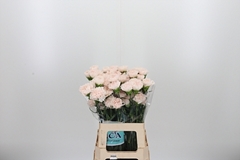 Di St Brut 65cm