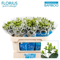 Hyp Coco Bamboo 70cm
