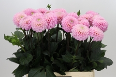 Dahl Ball Wizz Of Oz 60cm