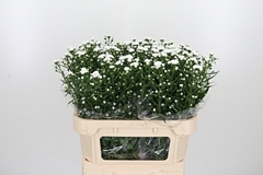 Ast Cassy 75cm 15gram