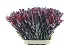 Leucad Safari Sunset 90cm
