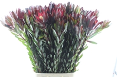 Leucad Safari Sunset 120cm