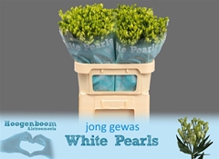 Alstr Fl Whi Pearls 75cm 20+