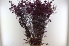 Callicarpa Bod Profu 160cm