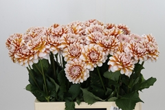 Dahl Other 60cm