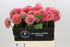 Dahl Dec Pink Runner 55cm