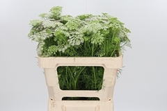 Ammi Visnaga 55cm
