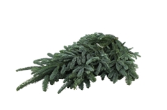 Abies Nob Blauw Kilo 5000gram