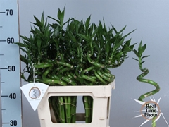 Lucky Bamboo Stem Spiral 50cm 50gram