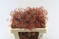 Rosa Fair Jewel 50cm