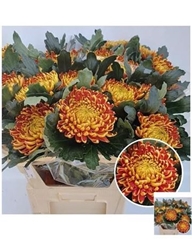 Chr G Fuego 80cm 125gram