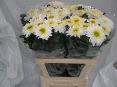 Chr G Inga 80cm 95gram