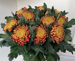 Chr G Fuego 70cm 75gram