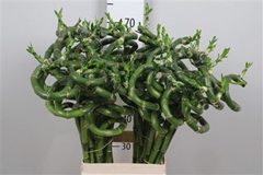 Lucky Bamboo Stem Spiral 70cm