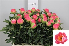 Paeonia Coral Sunset 60cm 24 Nl