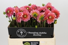 Dahl Dec Pink Runner 55cm