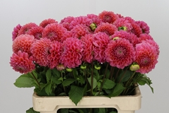 Dahl Other 55cm