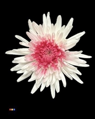 Chr G Ana White + Cerise