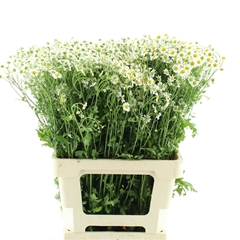 Tana Pa Single Vegmo 70cm 23