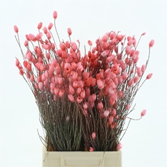 Snijbloemen Klb H% 50cm