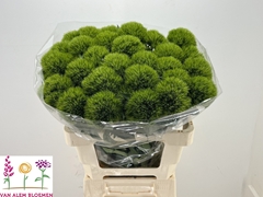 Di Barb Green Charm 60cm