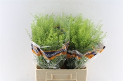 Thlaspi Green Bell 65cm 14gram