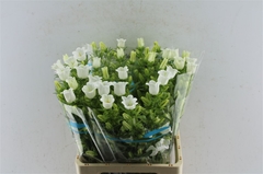 Camp Champion White 70cm