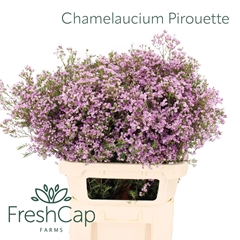 Chame Un Pirouette 80cm 65gram 34