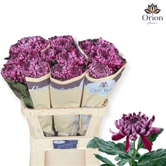 Chr G Gilb L Purple 80cm 125gram