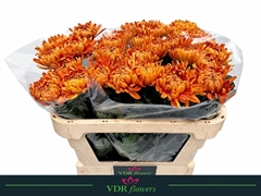 Chr G Astro 70cm 90gram