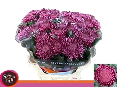 Chr G Bigoudi Purple 80cm 125gram