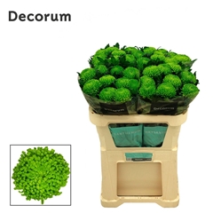 Chr G Alemani 70cm 105gram