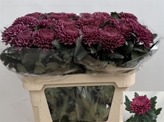 Chr G Bigoudi Purple 80cm 120gram
