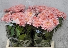 Chr G Marielle 60cm 70gram
