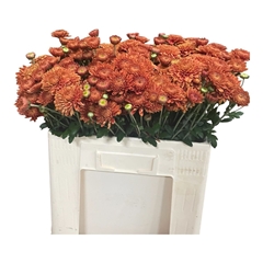 Chr Tbu Blenda 55cm 45gram