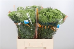 Ammi Visnaga 60cm