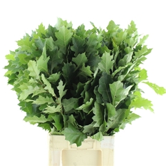 Querc Rubra 80cm