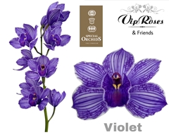Cymb Dyed Violet