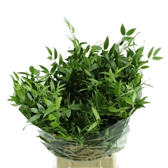 Ruscus Fijn Per Bunch 70cm 200gram 10stem
