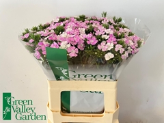 Di Barb Amazon Rose 58cm 23