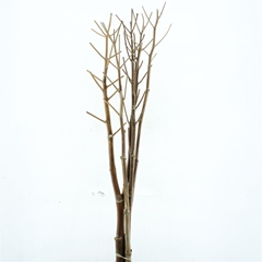 Decor Groen Other 150cm