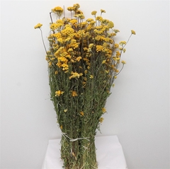 Lonas Annua Gold 70cm 100gram