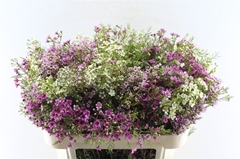 Chame Gem In Bunch 70cm 60gram 34