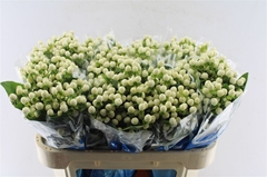 Hyper Coco Uno White 70cm