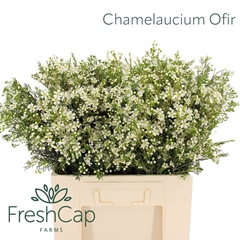 Chame Un Ofir 60cm 35gram 34