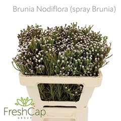Brun Nodiflora 50cm